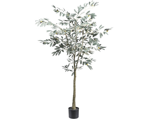 Olivträd i kruka för inomhusbruk