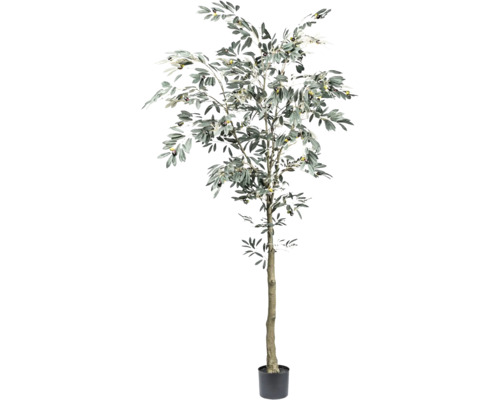 Konstväxt olivträd i kruka 210 cm Olivträd i kruka
