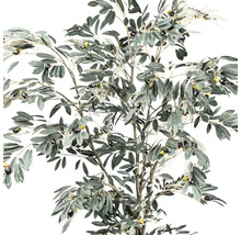 Olivträd med blad och oliver