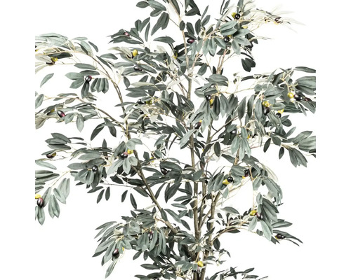 Olivträd med blad och oliver