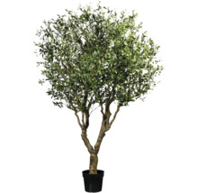 Olivträd i kruka för inomhusbruk