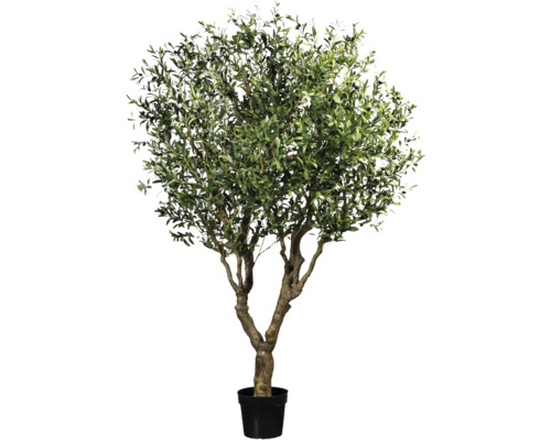 Olivträd i kruka för inomhusbruk