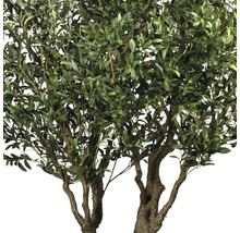 Olivträd med gröna blad och oliver