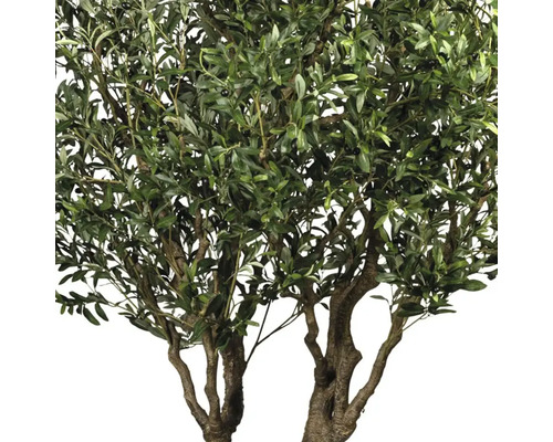 Olivträd med gröna blad och oliver