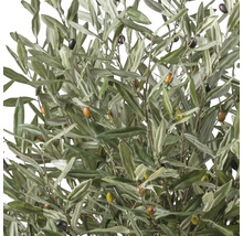 Olivträd med blad och oliver