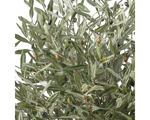 Olivträd med blad och oliver