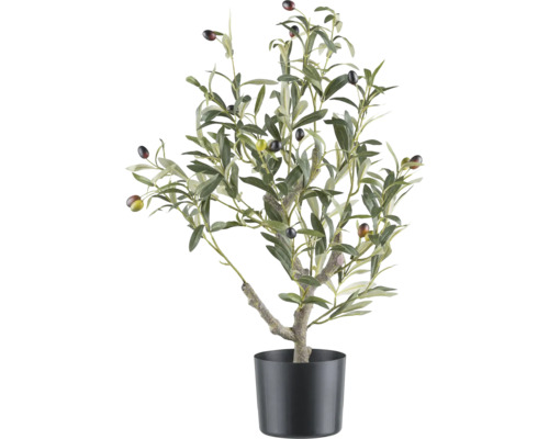 Konstväxt olivträd med frukter i kruka 70 cm Olivträd i kruka