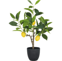 Citron träd i kruka