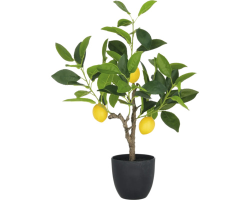 Konstväxt citronträd med frukter i kruka 48 cm Citron träd i kruka