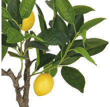 Citron träd med blad och frukter som dekoration