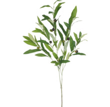 Dekorativ olivkvist med blad och frukter