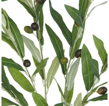 Dekorativa olivkvistar med gröna blad och oliver