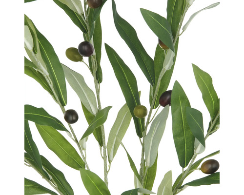 Dekorativa olivkvistar med gröna blad och oliver