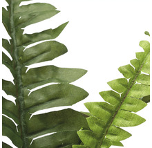 Närbild av konstgjorda ormbunksblad