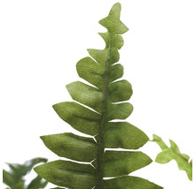 Närbild av ett ormbunksblad