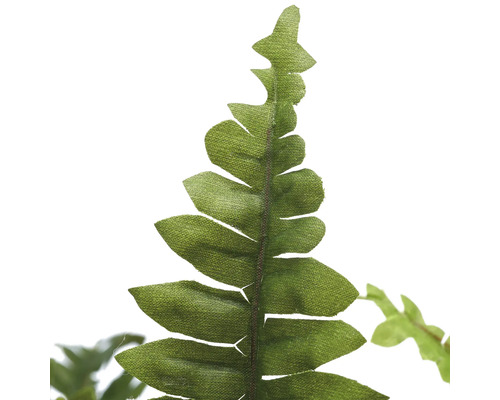 Närbild av ett ormbunksblad