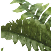 Närbild av ett ormbunksblad