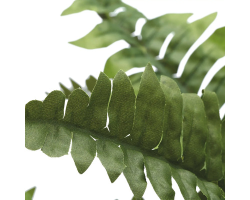 Närbild av ett ormbunksblad