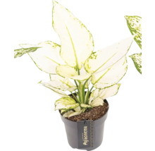 Kinesisk vass i kruka