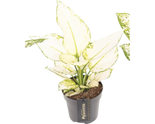 Kinesisk vass i kruka