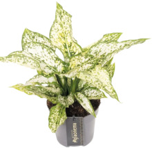 Aglaonema krukväxt i kruka