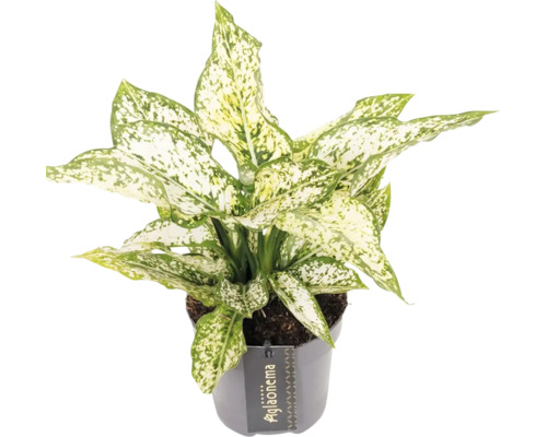 Aglaonema krukväxt i kruka