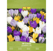 FloraSelf Krokus Grandiflora mix, 30 stycken