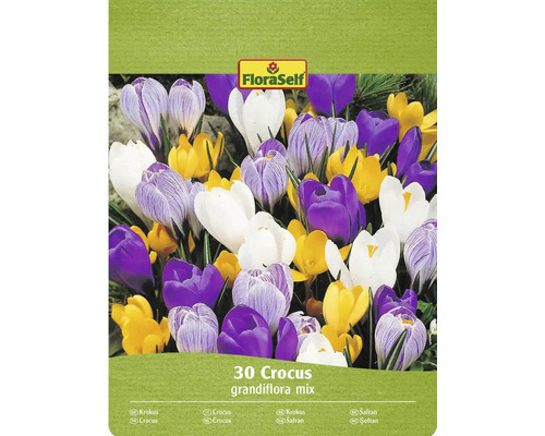 FloraSelf Krokus Grandiflora mix, 30 stycken