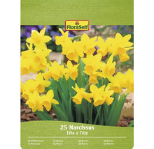 FloraSelf Narcisser Tête à Tête, förpackning med 25 stycken
