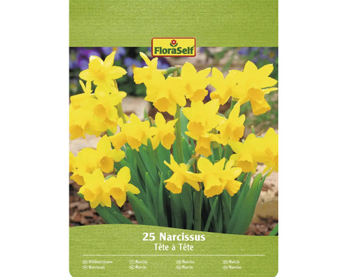 FloraSelf Narcisser Tête à Tête, förpackning med 25 stycken