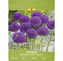 Förpackning med 20 st Allium aflatunense Purple Sensation blomsterlökar