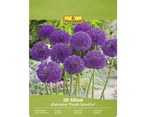 Förpackning med 20 st Allium aflatunense Purple Sensation blomsterlökar