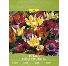FloraSelf Botanisk blandning av tulpaner 'Wild Cottage', 33 stycken
