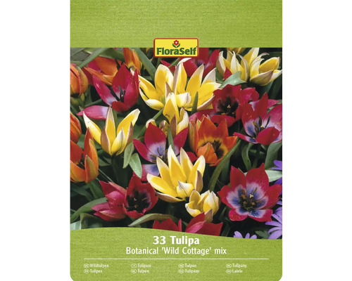 FloraSelf Botanisk blandning av tulpaner 'Wild Cottage', 33 stycken