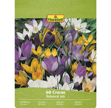 FloraSelf Krokus Botanical Mix förpackning med 60 stycken