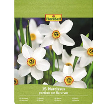 FloraSelf förpackning med 15 Narcissus poeticus var Recurvus