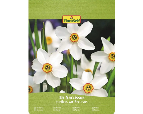 FloraSelf förpackning med 15 Narcissus poeticus var Recurvus