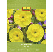 Förpackning med 15 påskliljor av sorten Sun Disc