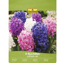 FloraSelf förpackning med 8 hyacinter orientalis mix