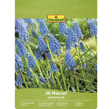 FloraSelf 30 Pärlhyacinter blomsterlökar förpackning