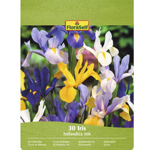 FloraSelf Holländsk iris mix, 30-pack