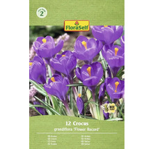 Förpackning med krokusar av sorten 'Flower Record' med tolv stycken och FloraSelf-logotypen.
