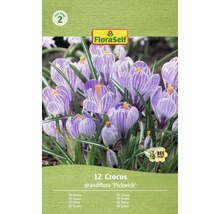 Förpackning med 12 krokusar av sorten Grandiflora 'Pickwick' med FloraSelf-logotyp och symbolen 'Bivänlig'