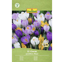 Förpackning med 12 krokusar, sort Grandiflora Mixed