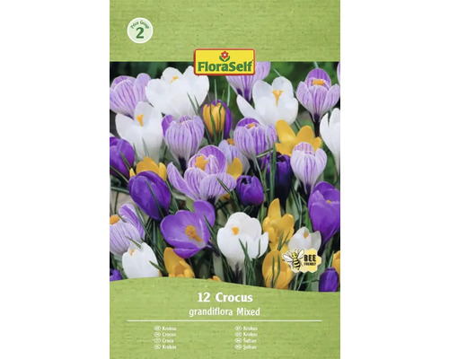 Förpackning med 12 krokusar, sort Grandiflora Mixed