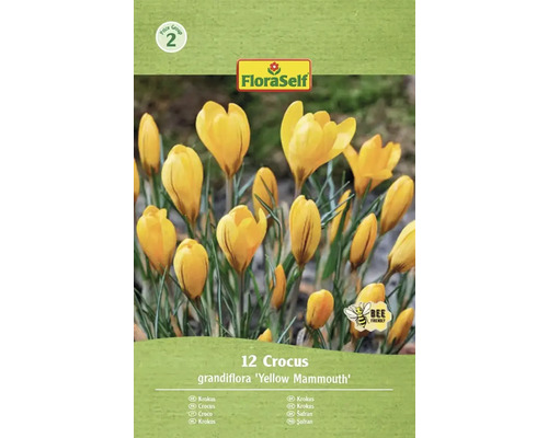 Blomlökar FLORASELF Krokus Yellow Mammouth 12st FloraSelf Krokus grandiflora Yellow Mammouth förpackning med 12 stycken