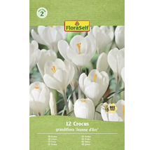 Förpackning med tolv krokus grandiflora Jeanne d'Arc blomsterlökar
