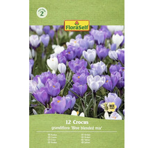 FloraSelf Krokus Grandiflora Blue Blended Mix, förpackning med 12 stycken