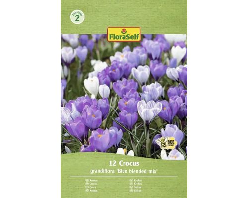 FloraSelf Krokus Grandiflora Blue Blended Mix, förpackning med 12 stycken