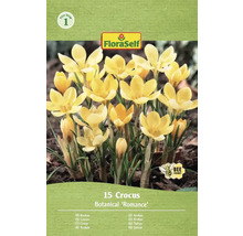 Förpackning med 15 krokusar av sorten Botanical 'Romance' från FloraSelf